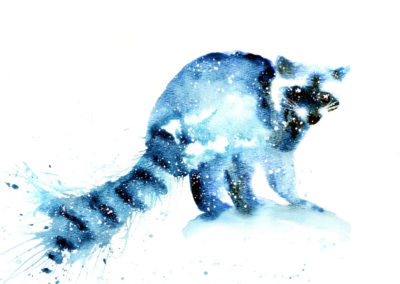 Raccoon