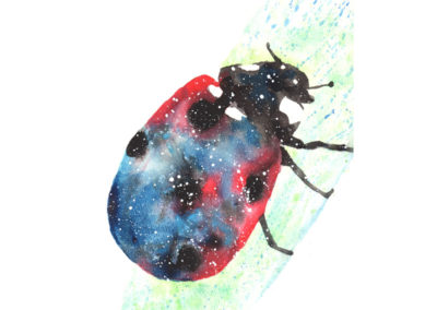 Ladybug