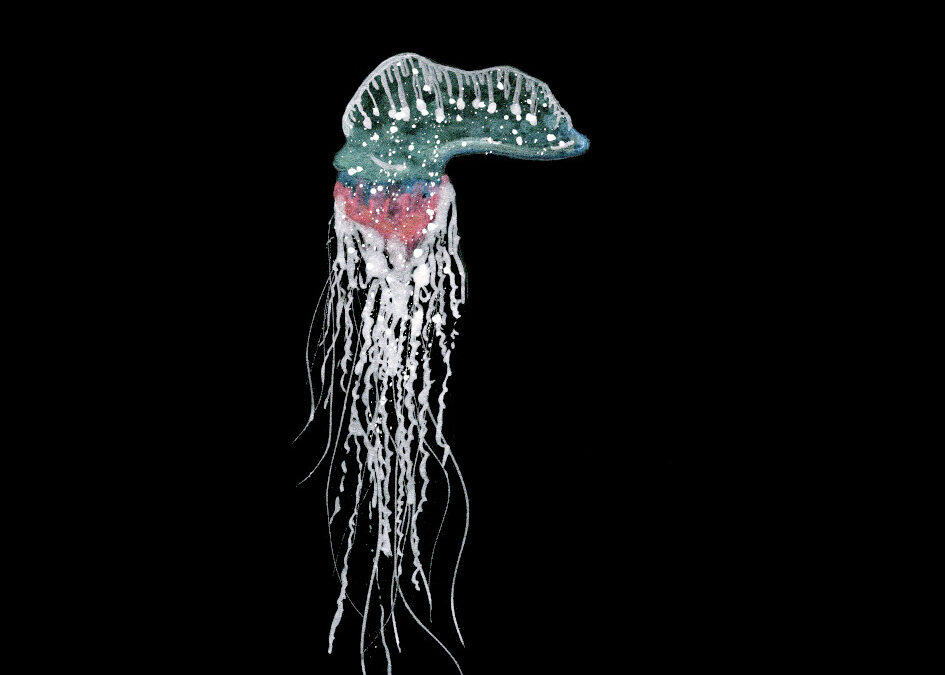 Portuguese Man-O’-War