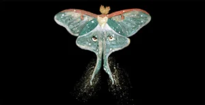 Luna Moth spiritual meaning symbolism dream