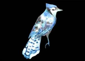 blue jay spiritual meaning symbolism dream