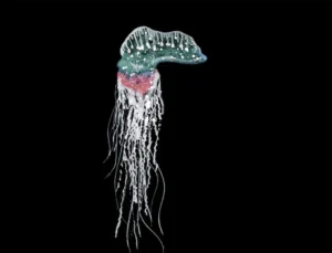 portuguese man o war spiritual symbolism meaning dream