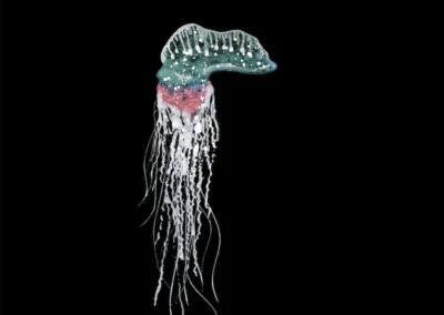 Portuguese Man-O’-War | Space