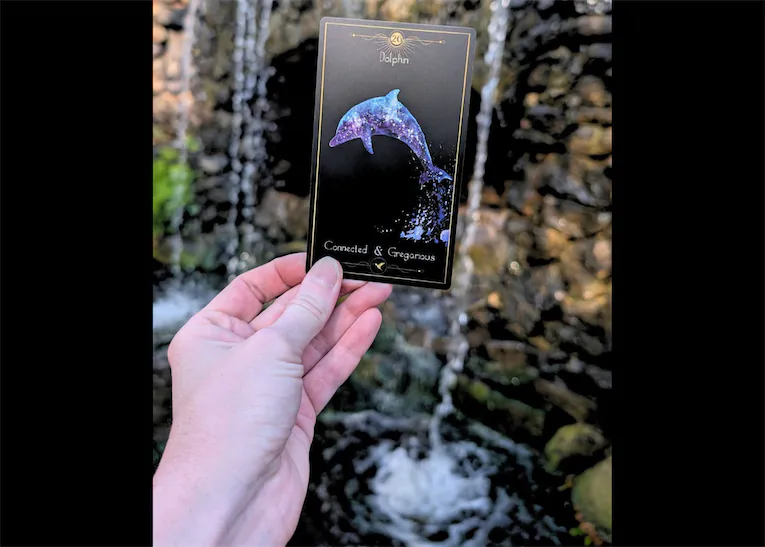 dolphin card